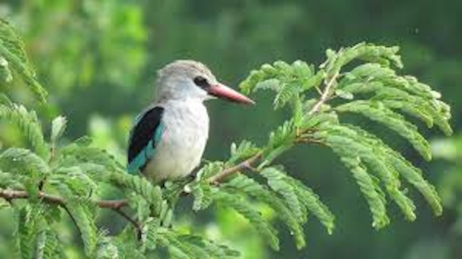 Semuliki: A Great Spot for Birders